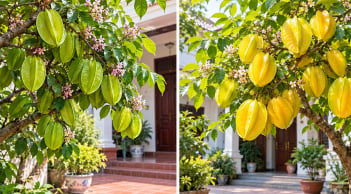 Trồng cây khế chua hay khế ngọt trước nhà sẽ tốt hơn?