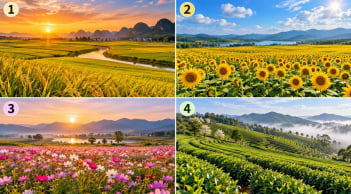 Chọn 1 cánh đồng bạn thấy trù phú nhất để xem điều gì đang chờ đợi bạn phía trước