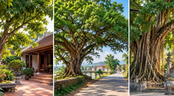 Người xưa dặn con cháu: 3 cây này cho tiền cũng không tự ý chặt, là những cây gì?
