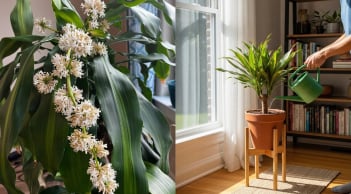 Tuyệt chiêu kích thiết mộc lan ra hoa đón Tết: Mẹo “ngắt nước” và bón phân đúng thời điểm