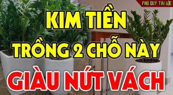 2 vị trí trồng kim tiền: Tiền Vào Như Nước