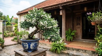 Cách trồng Mai Chiếu Thủy nở hoa liên tục, lá xanh tốt quanh năm