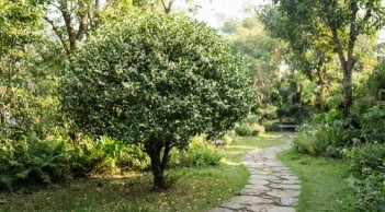 Không chỉ hợp mệnh Kim, chọn đúng màu hoa Mộc Hương này giúp gia đạo êm ấm, tài lộc gõ cửa