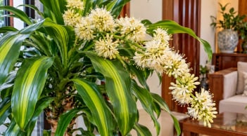 Thiết mộc lan nở hoa, chú ý điều này để tránh phạm kỵ, giữ cây đẹp và không gian hài hòa