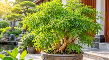 Tuổi con giáp nào hợp trồng cây đinh lăng phong thủy?