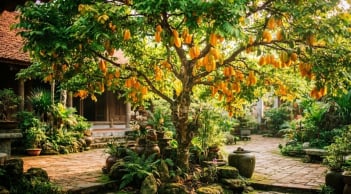 Cách trồng cây Khế ra nhiều quả, lá xanh tốt quanh năm
