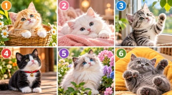 Hãy chọn chú mèo bạn ấn tượng nhất