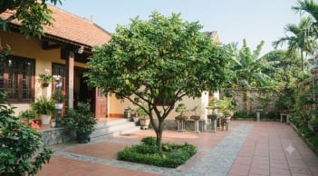 Không hợp tuổi có trồng khế trước nhà được không? Cách hóa giải chuẩn phong thủy