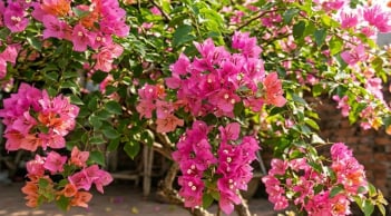 Làm thế nào để hoa giấy nở đúng dịp Tết?