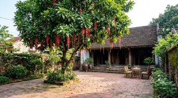 Nên trồng Khế hay Lộc Vừng trước nhà? Chọn cây theo tuổi và diện tích sân