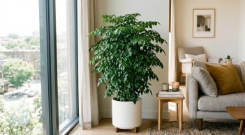 3 vị trí tốt nhất trồng cây Hạnh Phúc: Tiền Vào Như Nước
