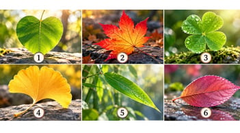 Chọn 1 chiếc lá để xem cuối cùng cuộc đời bạn đi đến đâu