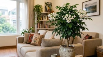 Cách chăm sóc cây Hạnh Phúc nhanh nở hoa, lá xanh bóng quanh năm