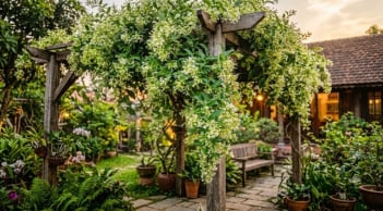 Cách trồng Dạ Lý Hương nhanh nở hoa trắng xóa, thơm nức nở