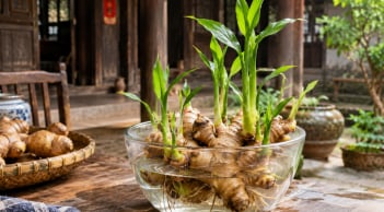 Mẹo trồng gừng thủy sinh nhanh nảy mầm, đẻ nhiều nhánh