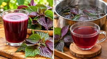 Nên uống nước tía tô sống hay chín?