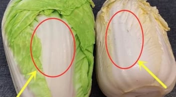 Cải thảo trắng và cải thảo xanh, loại nào ngon hơn?