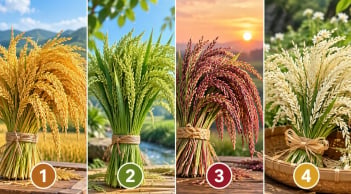 Chọn 1 bó lúa bạn ấn tượng nhất để xem điều gì sắp mở ra trong sự nghiệp