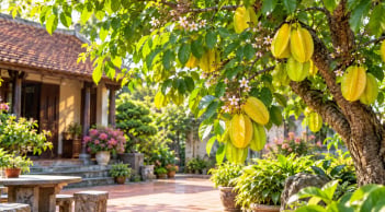 Lời khuyên cho những gia đình muốn trồng cây khế phong thủy