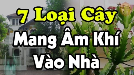 7 loại cây Mang Âm Khí Vào Nhà: Cây càng xanh tươi người càng suy, nhổ ngay trước khi quá muộn, là cây gì?