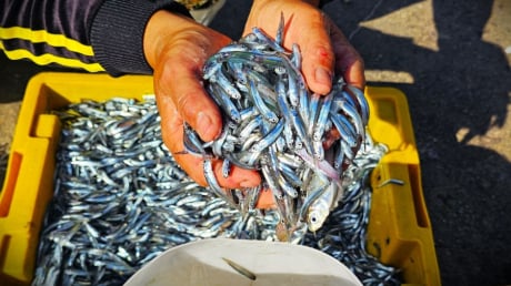 Loài cá “bổ hơn cá hồi”, giàu canxi hơn sữa bò, chợ bán chỉ 30 nghìn/kg