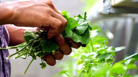 3 loại lá mát gan, loại bỏ độc tố tích tụ lâu ngày