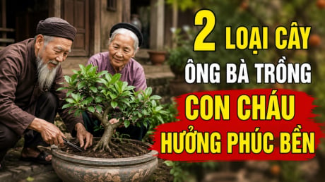 2 loại cây ông bà trồng con cháu hưởng phúc bền