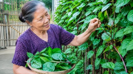 Vì sao người xưa thích trồng mùng tơi leo hàng rào?