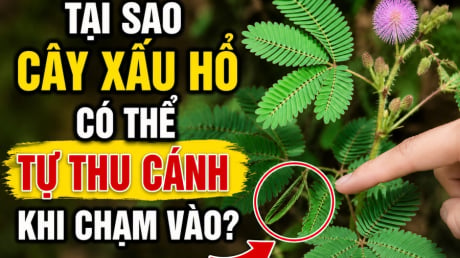 Tại sao cây xấu hổ có thể tự thu cánh khi chạm vào?