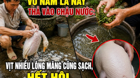 Vò nắm lá này thả vào chậu nước: Vịt nhiều lông măng cũng sạch, hết hôi