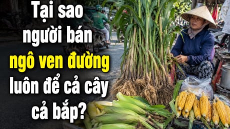 Tại sao người bán ngô ven đường luôn để cả cây cả bắp?