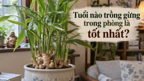 Tuổi nào trồng gừng trong phòng là tốt nhất?