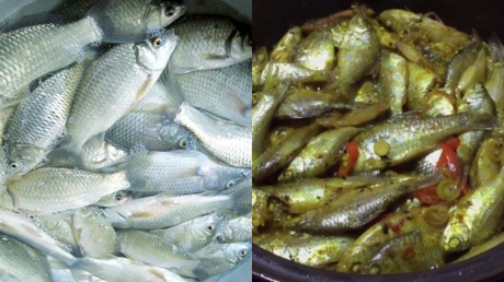 Loại cá một thời chỉ người nghèo ăn, nay bán 110.000 đồng/kg vẫn được người thành phố ‘săn lùng’