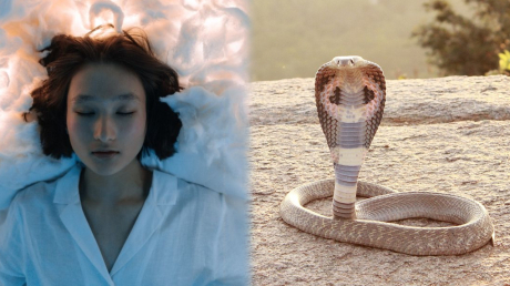 Mơ thấy rắn là tốt hay xấu? Giải mã giấc mơ về rắn khiến nhiều người lo lắng bấy lâu nay
