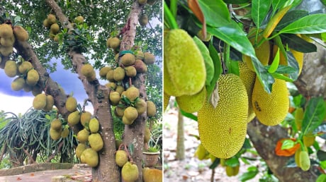 Vì sao người xưa khuyên không được trồng cây mít trước nhà?