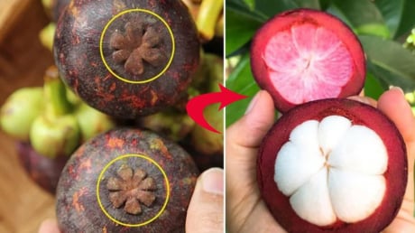 Mẹo chọn măng cụt tươi ngon, cùi dày, ngọt lịm, 10 quả như 10