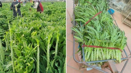 Loại rau phơi khô trông cỏ nhưng xưa là cống phẩm cho vua, nay bán giá cao vẫn được nhiều người săn lùng