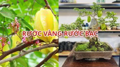 Mẹo trồng cây khế phong thủy sai hoa trĩu quả, rước vàng rước bạc vào nhà