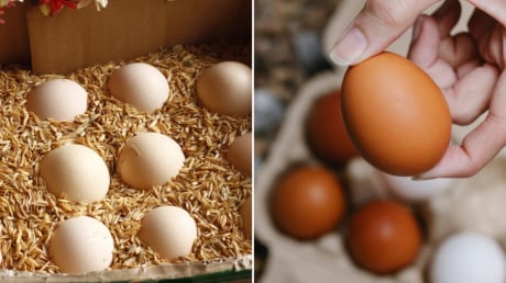 Bảo quản trứng không cần tủ lạnh không khó, làm theo cách này, để cả tháng trứng vẫn tươi ngon
