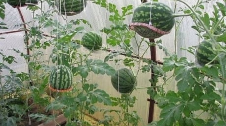 2 cách trồng dưa hấu tại nhà đơn giản và nhiều quả