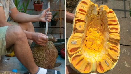 Đóng cọc vào mít có tác dụng gì?