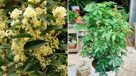 5 loại cây cảnh hút tài lộc hợp cả 5 mệnh, trồng trước nhà là tốt nhất