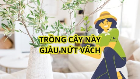 3 loại cây cảnh hợp cả 5 mệnh, dễ trồng dù nhà chật hay rộng, giàu hay nghèo đều trồng được