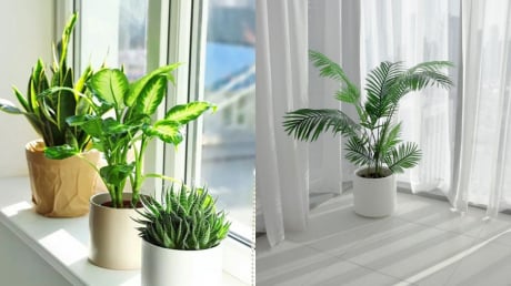 Cách đặt cây xanh trong nhà giúp chiêu tài hút lộc, tiền bạc không mời cũng đến