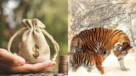 3 con giáp càng làm càng giàu, ở hiền gặp lành: Cuối năm 2025 tắm trong cơn mưa tiền khiến mọi người trầm trồ