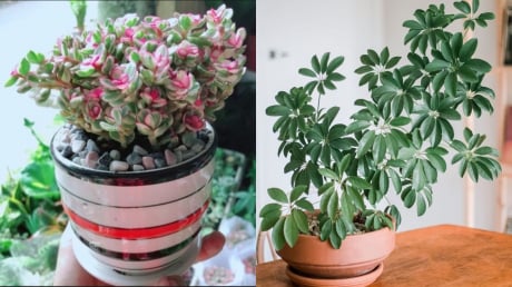 6 cây cảnh phong thủy mang tài lộc vào nhà, ai cũng nên trồng ít nhất một chậu để đổi vận