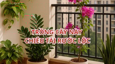 Đặt đúng 1 trong 5 loại cây này ở Ban Công, Vận May kéo đến không ngừng nghỉ, nhanh chóng Giàu sang
