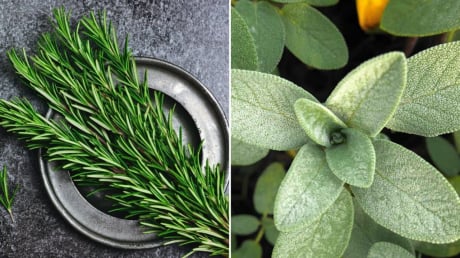 6 loại lá khử mùi cơ thể, người thơm ngát không cần dùng nước hoa