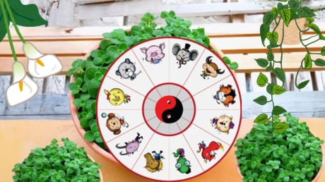 Chọn Cây cảnh Phong thủy cho 12 con giáp, Cây hợp Tuổi để Thu hút Tài Lộc, Gánh Vàng Hốt Bạc Giàu sang