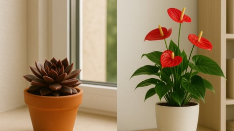 Chọn cây phong thủy theo mệnh: Bí quyết hút tài lộc, đón may mắn và giữ gìn sức khỏe